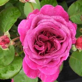 Timeless Purple Rose (Rosa Timeless Purple) 2